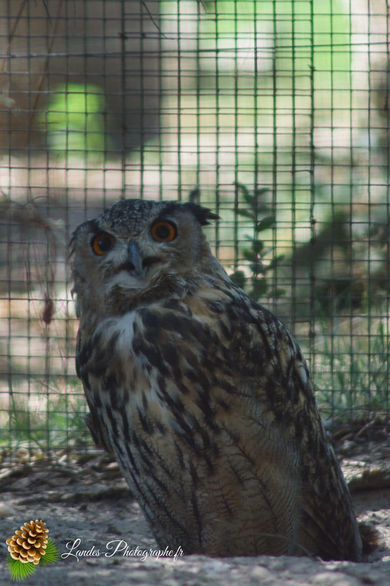 🦁 Voyage au Zoo de Labenne-Océan : Faune et Architecture hibou grand duc