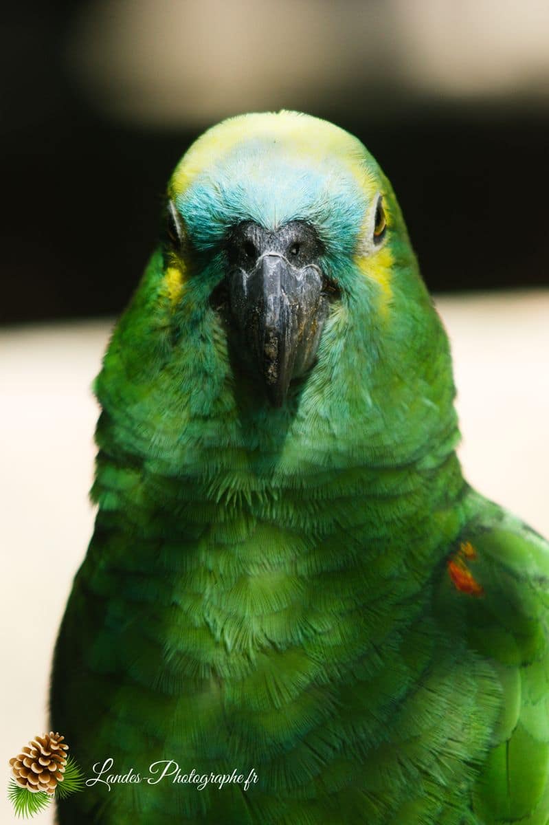🦁 Voyage au Zoo de Labenne-Océan : Faune et Architecture ara