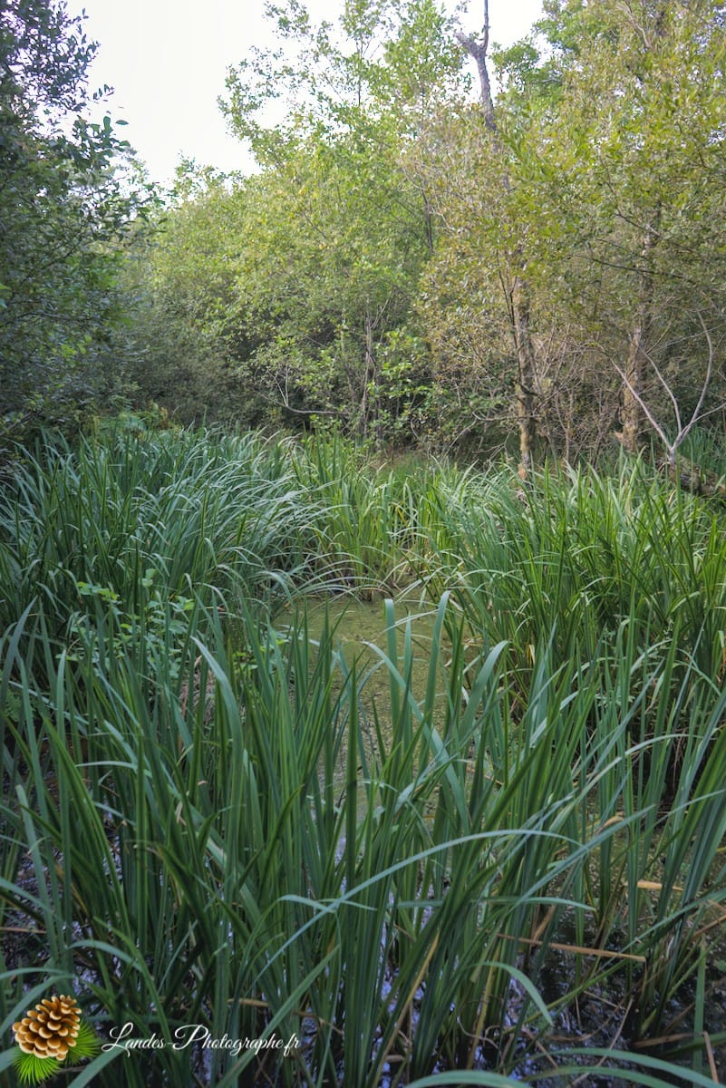 🌲 Au Cœur des Landes : la Réserve Naturelle de l’Étang Noir La Réserve Naturelle de l’Étang Noir à Seignosse