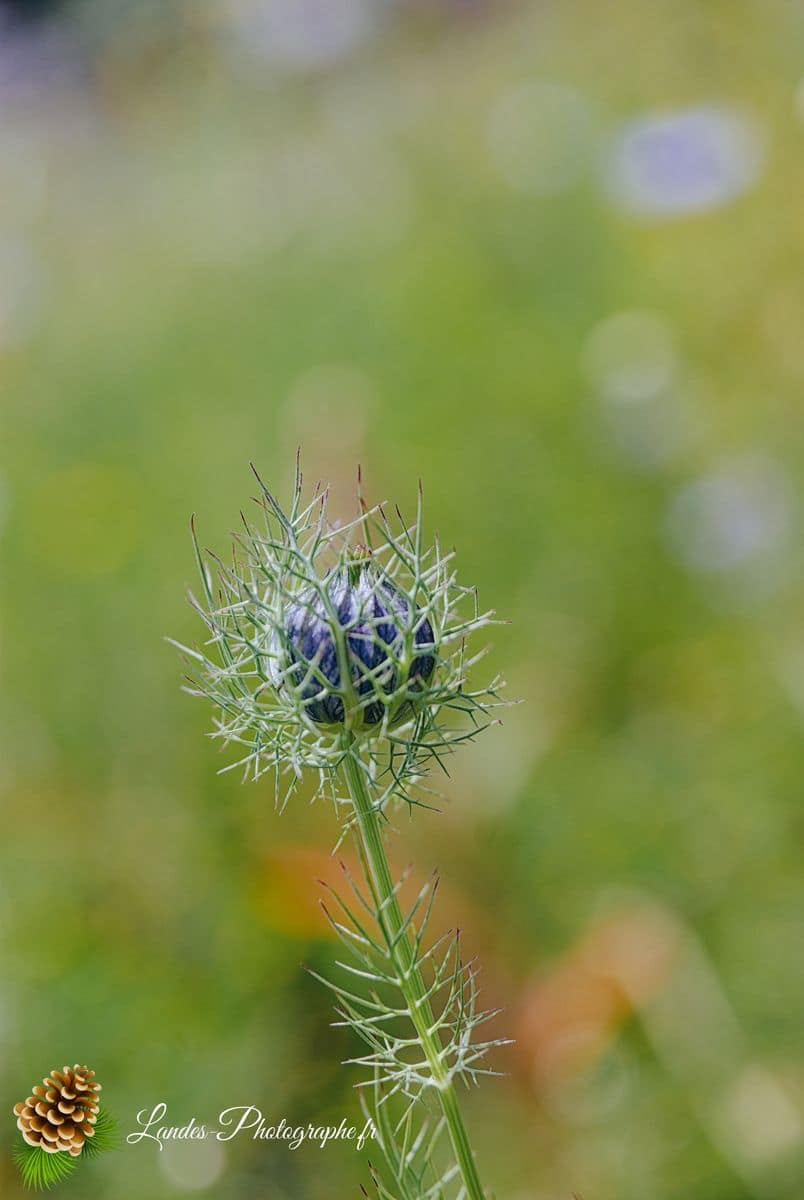💐 Fleurs Chardon Marie