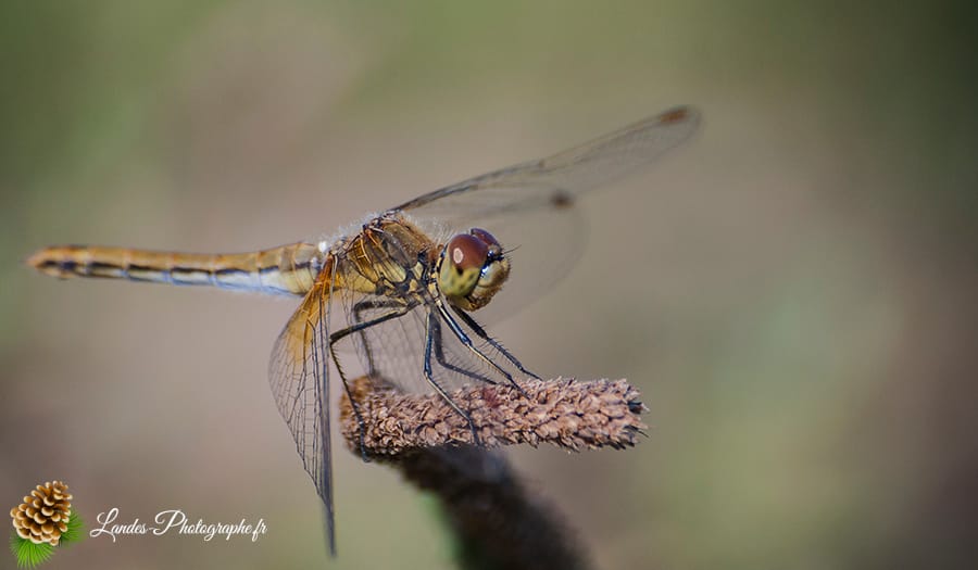 🐞 Microcosmos Odonata