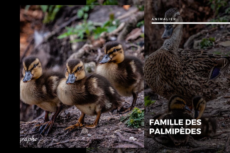 🦢 Plumes et Palmes : Voyage au Cœur de la Famille des Palmipèdes Famille des palmipèdes