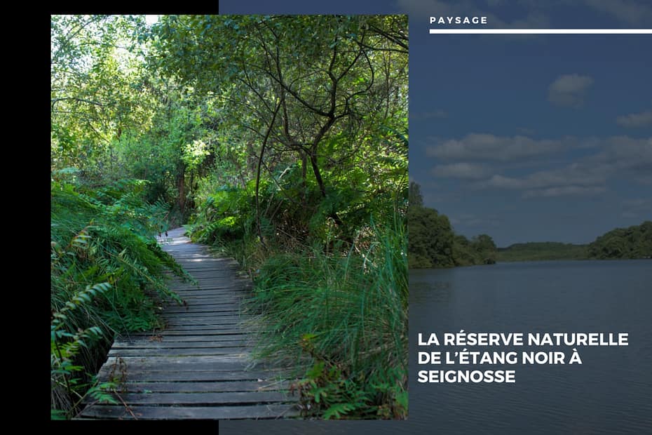 🌲 Au Cœur des Landes : la Réserve Naturelle de l’Étang Noir La Réserve Naturelle de l’Étang Noir à Seignosse