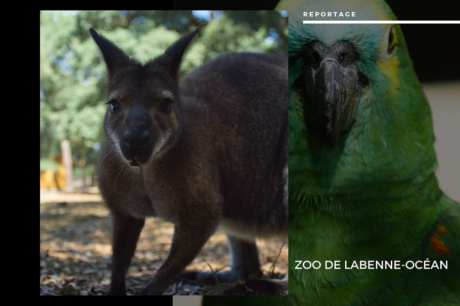 Zoo de Labenne-Océan